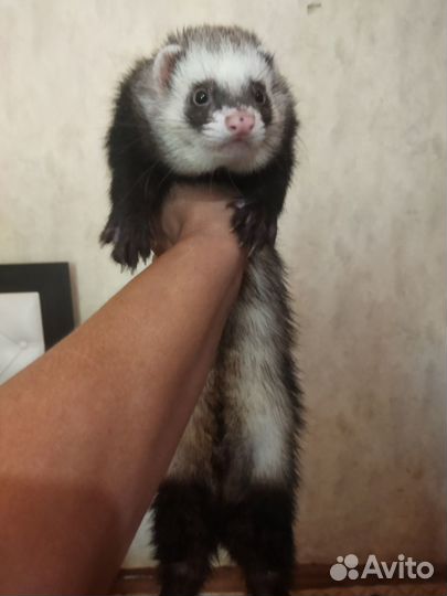 Вязка хорька