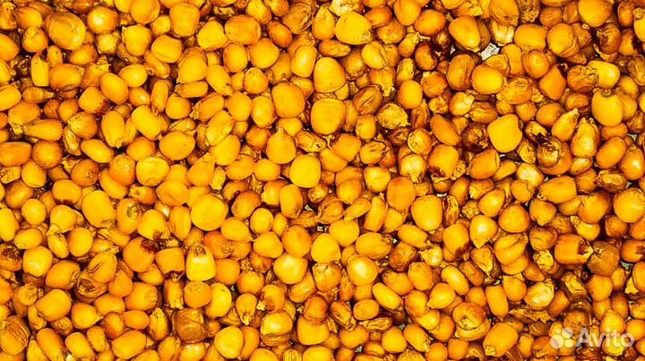 Ферментированную кукуруза и зерновые (пшеница, гор