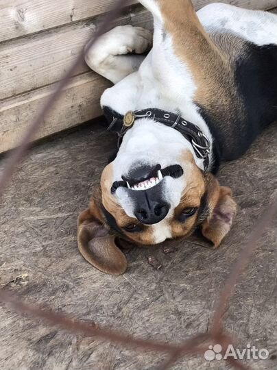 Вязка эстонская гончая