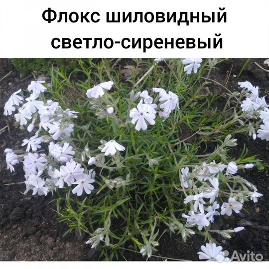 Почвопокровные, мшанка шилов, камнеломка, очитки