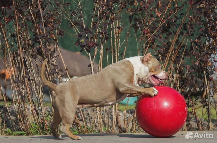 Игрушка для собак Мяч Jolly