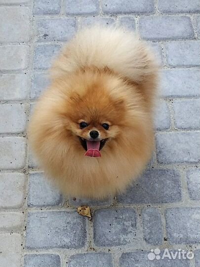 Ветеринарные услуги на дому