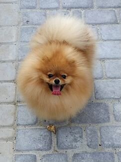 Ветеринарные услуги на дому