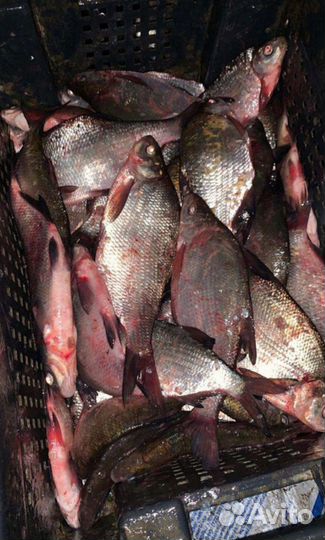 Свежая рыба