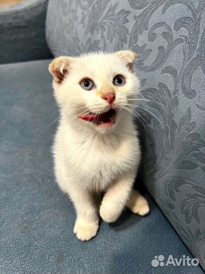 Вислоухий котенок