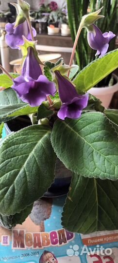 Глоксиния тидея