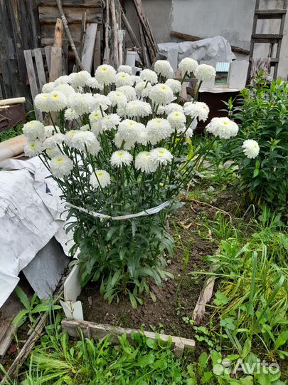 Многолетники садовые