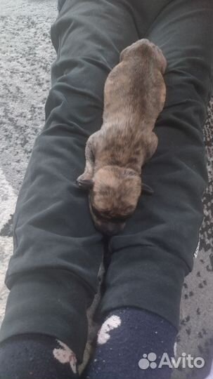 Щенки метисы