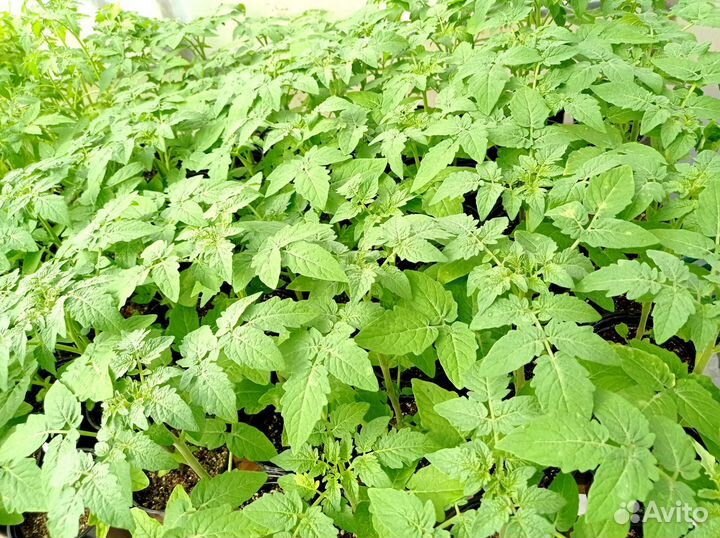 Томаты, перец, баклажаны