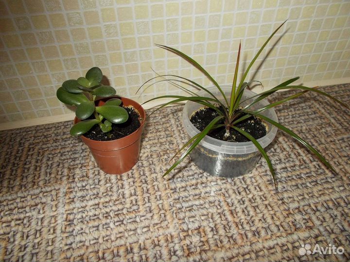 «Алое, Замиокулькас и Драцена»