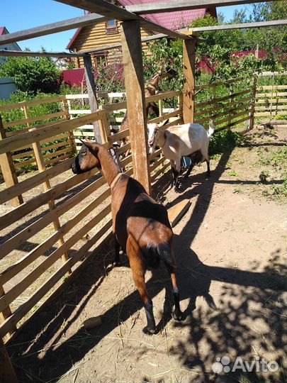 Козы дойные +козёл