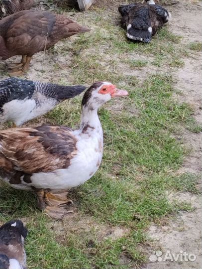 Мускусные утки