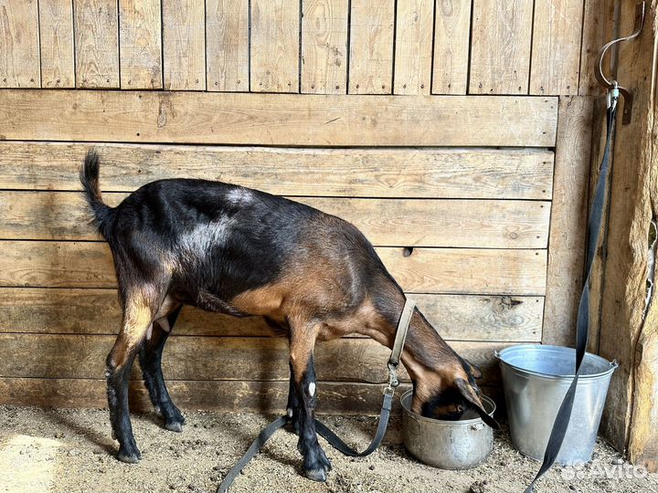 Альпийская дойная и нубийская козочка