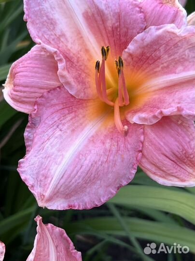 Лилейники сортовые