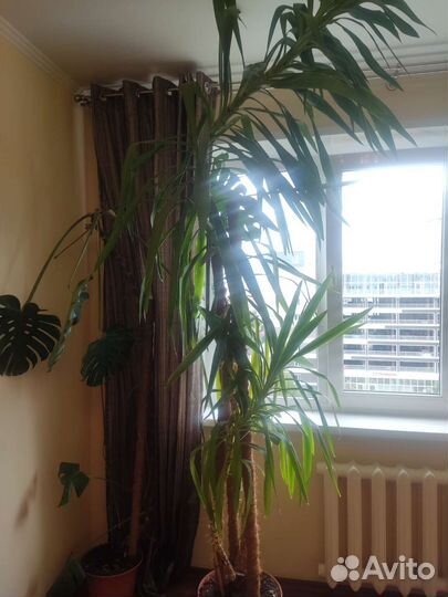 Пальма драцена