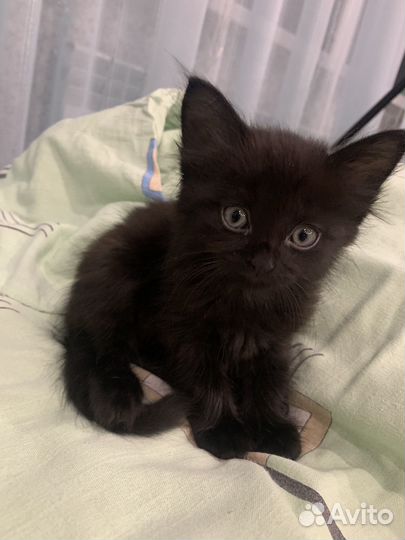 Отдам в добрые руки