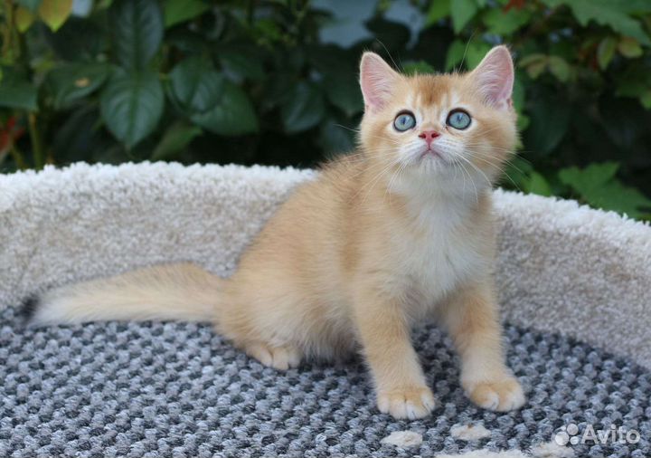 Золотые котята мальчики и девочки