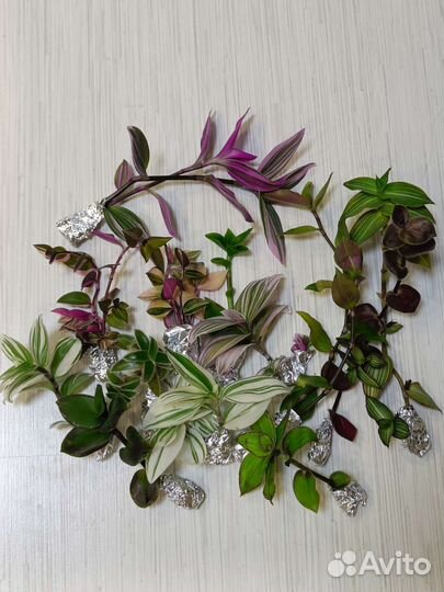 Традесканции, каллизии