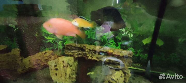 Аквариум на 600 литров с рыбами и содержимым