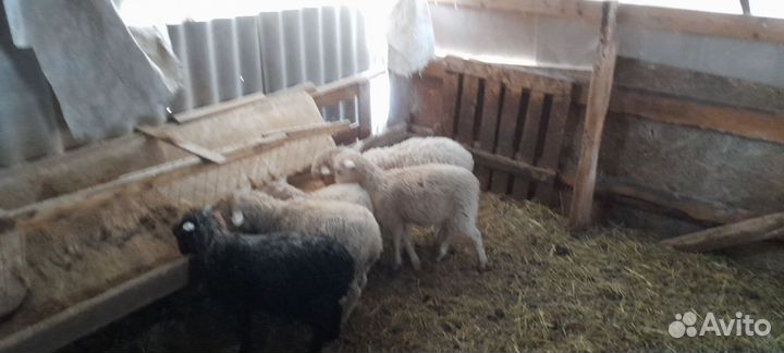 Беременные овцы