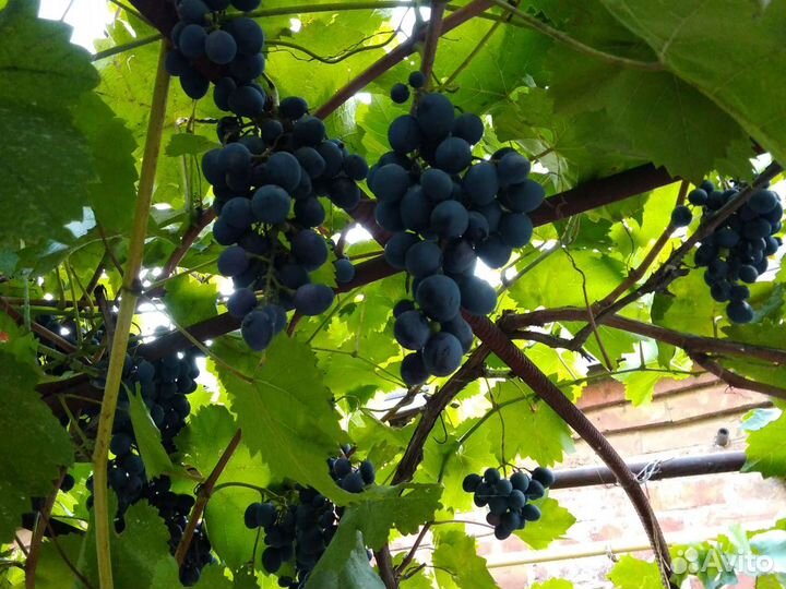Виноград(соберу)