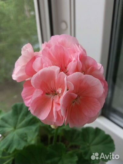 Пеларгония герань