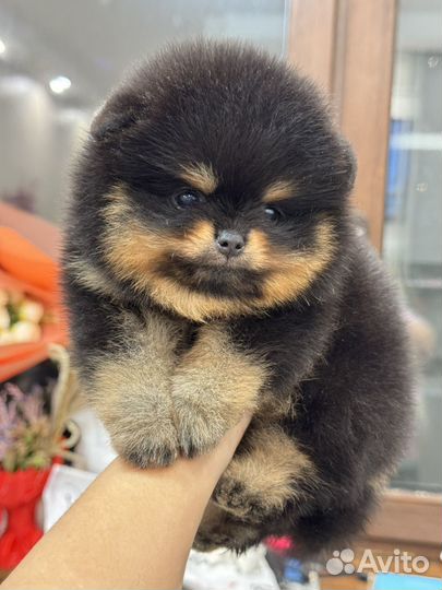 Померанский шпиц сладкая бусинка