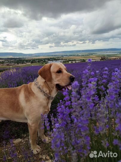 Вязка лабрадора