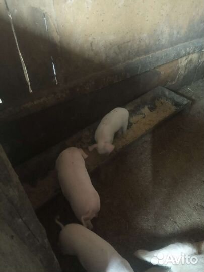 Крупно белая