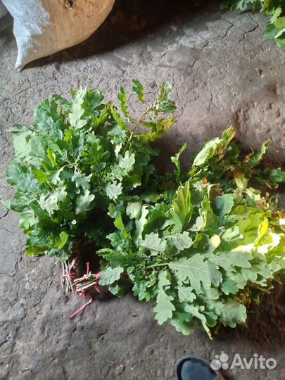 Дубовые и Берёзовые Веники свежие зелёные