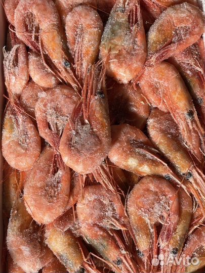 Креветка северная