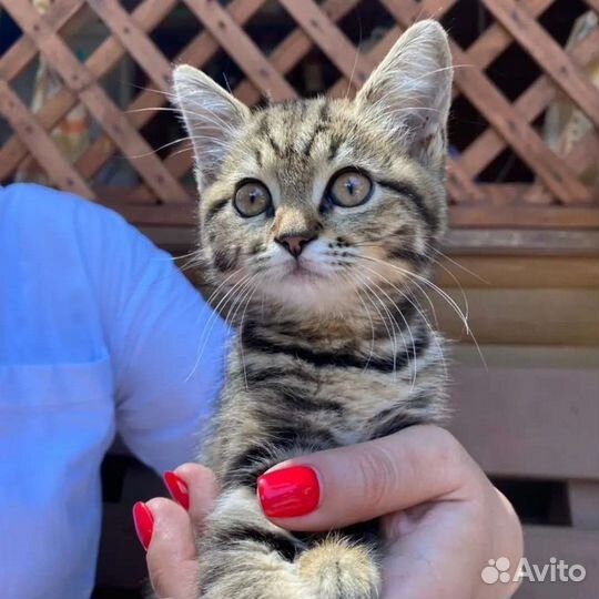 Котенок-девочка 2-3 мес