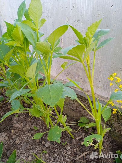 Рассада цветов