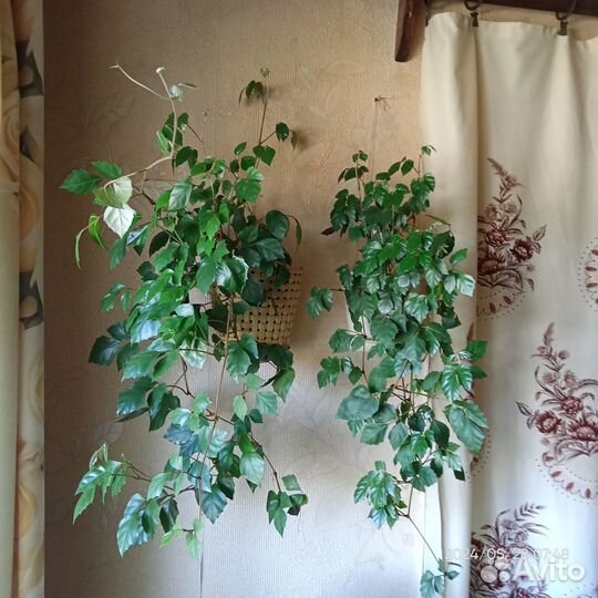 Цветок берёзка