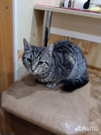 Кошки в добрые руки бесплатно