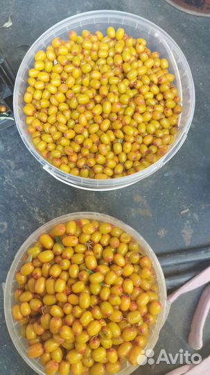 Облипиха ягода