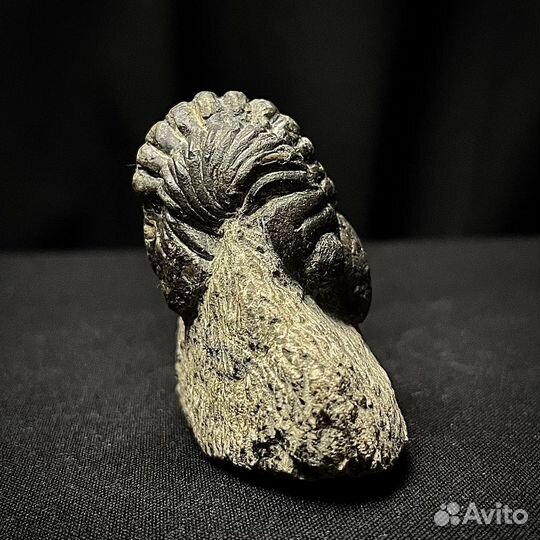 Трилобит окаменелость ископаемый палеонтология