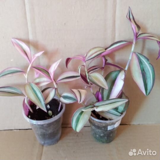 Традесканции сортовые