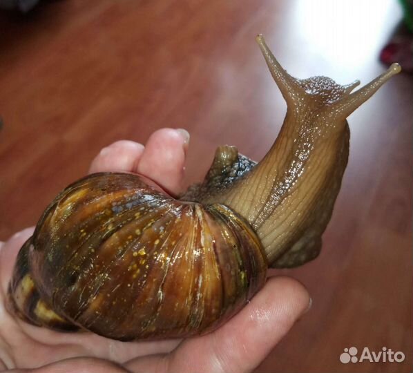 Улитки ахатины бесплатно