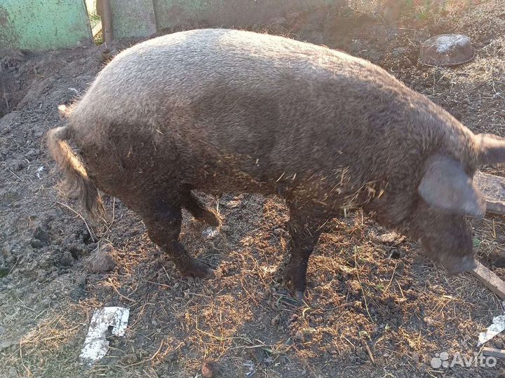 Хряк, венгерской мангалицы
