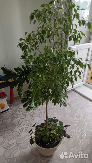 Фикус бенджамина