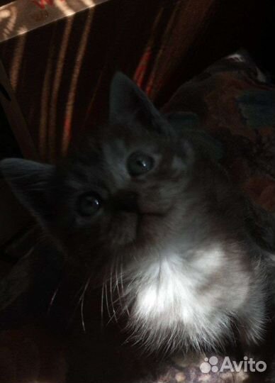 Котята в добрые руки (бесплатно)