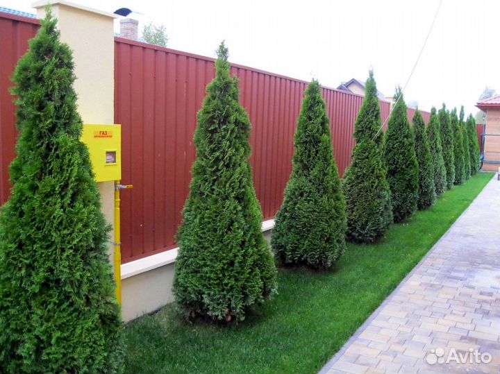 Туя западная