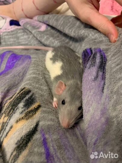 Декоративная крыса в добрые руки
