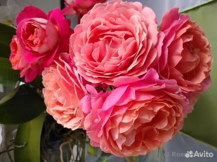 Роза Аптаун Герл