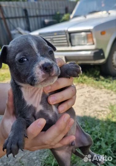 Американский стаффордширский терьер