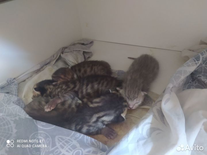 Продам Котят, в самые надёжные руки