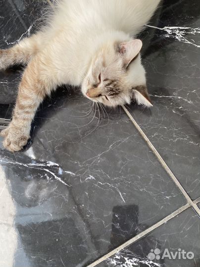 Шотландская кошка