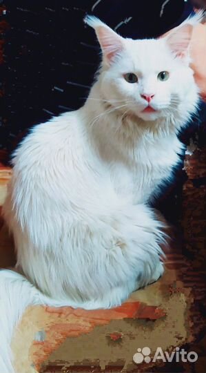 Котята мейн-кун