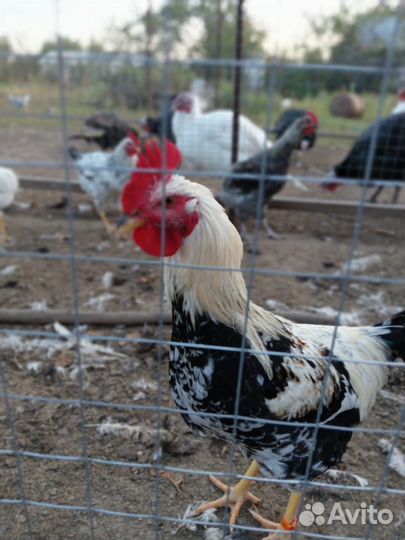 Молодые петухи